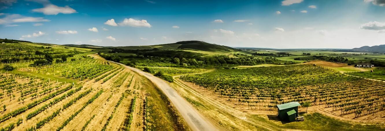 Green vineyards in the Tokaj region